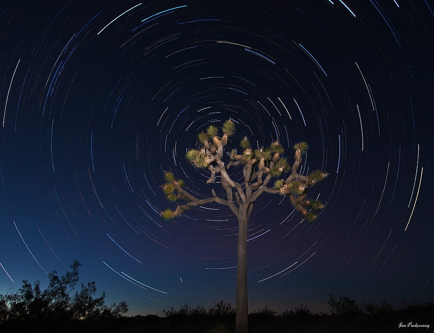 Joshua Tree star circle, night, sky HD wallpaper
