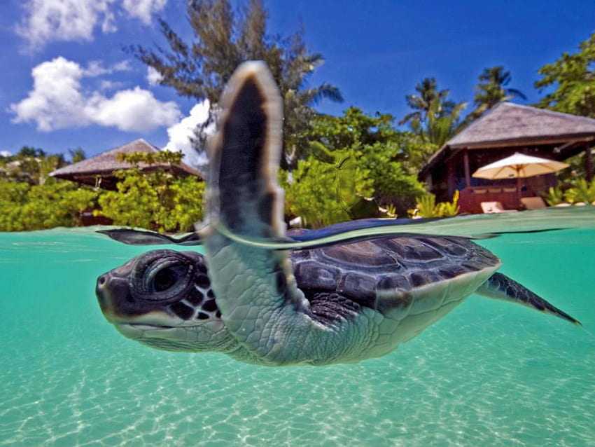 Bébé tortue Bora Bora, île, bleu, tropical, bébé, tahiti, plage, juvénile, tortue, jeune, sous-marin, eau, îles, océan, nager, mer, exotique, paradis, lagon, nager, marin, bora bora, polynésie Fond d'écran HD