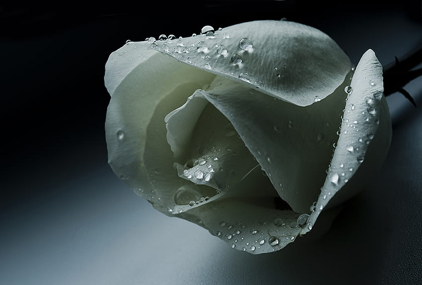 濡れた白いバラ、バラ、花、白いバラ、水滴、美しさ 高画質の壁紙
