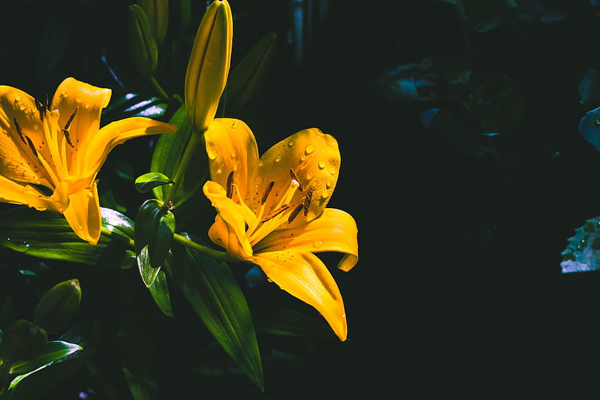 Blumen, Tropfen, Blume, Nass, Lilie HD-Hintergrundbild