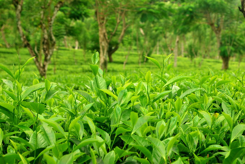 stock de plantaciones de té de Sri Lanka fondo de pantalla