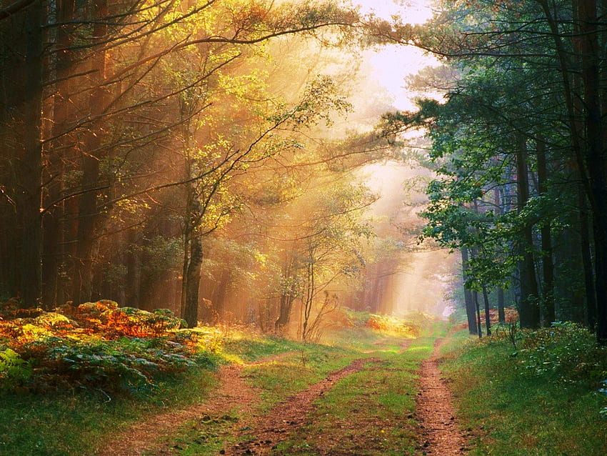 目覚め、霧、光線、光、道、木、草、太陽、森 高画質の壁紙