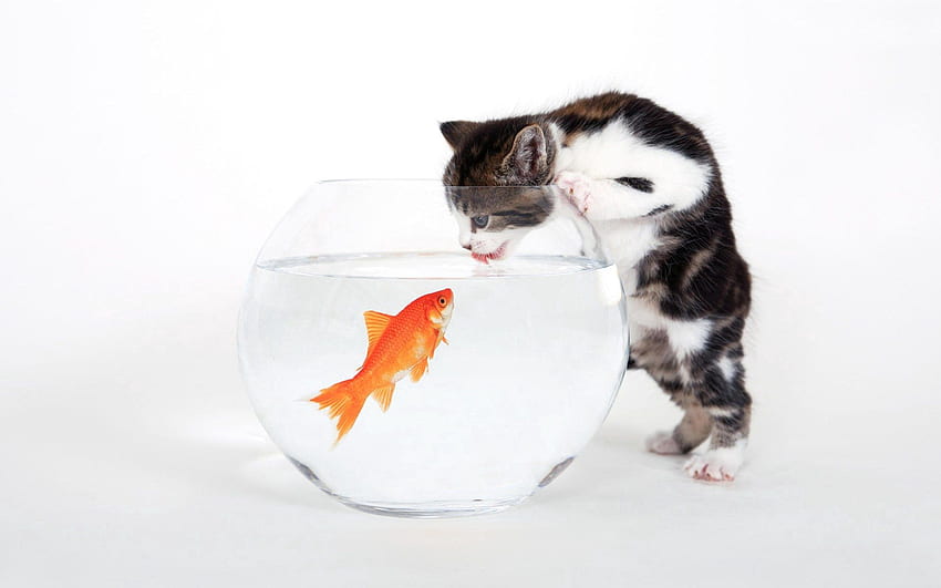 Animals, Kitty, Kitten, Aquarium, Fish, Curiosity HD wallpaper