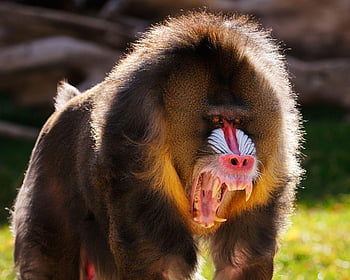 Mandrill HD wallpaper | Pxfuel