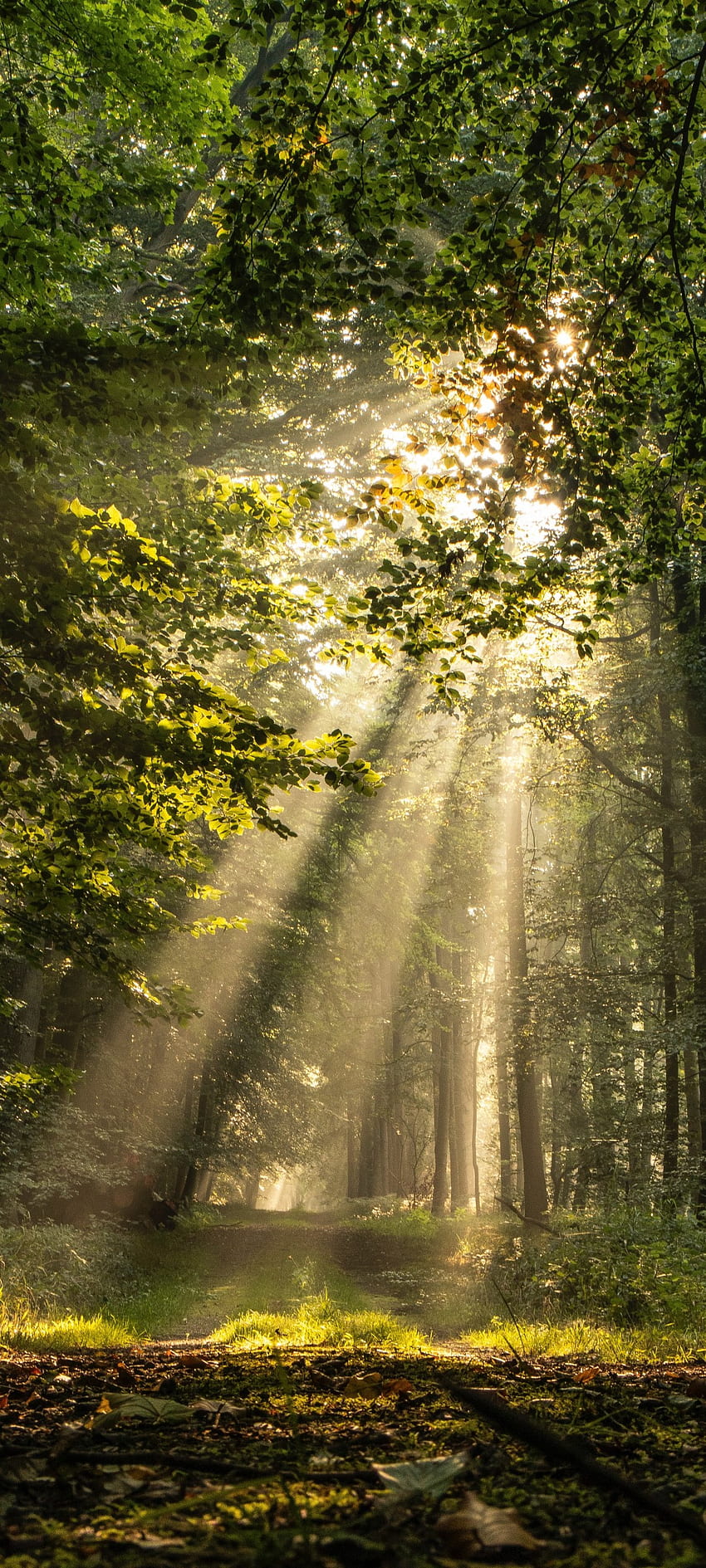 Forest, Sunrays, Trees, Plants, Bushes, Path, Branches for Samsung Galaxy Note 20 & S20 FE, Xiaomi Mi 10T Pro, Poco F2 Pro, 1080x2400 Nature HD phone wallpaper