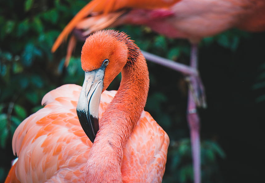 Animals, Flamingo, Bird, Beak, Plumage, Neck HD wallpaper