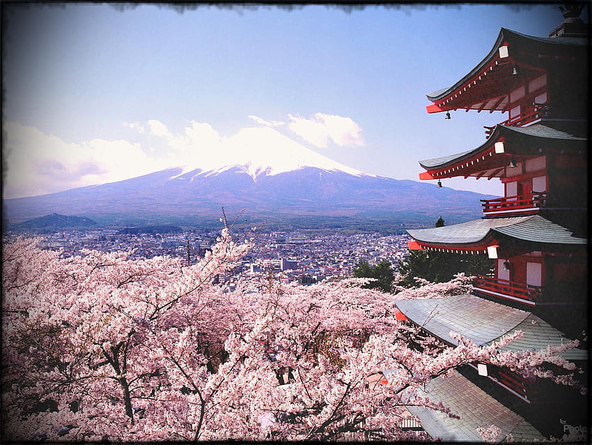 Пътеводител за сезона на сакура в Япония S Cherry Blossoms Cnn Travel Home Gardens, Zen Japanese Cherry Blossom HD тапет