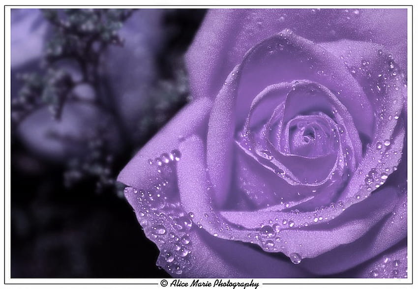 Пурпурна дъждовна роза., великолепна, красива, слава и величие, разкош HD тапет