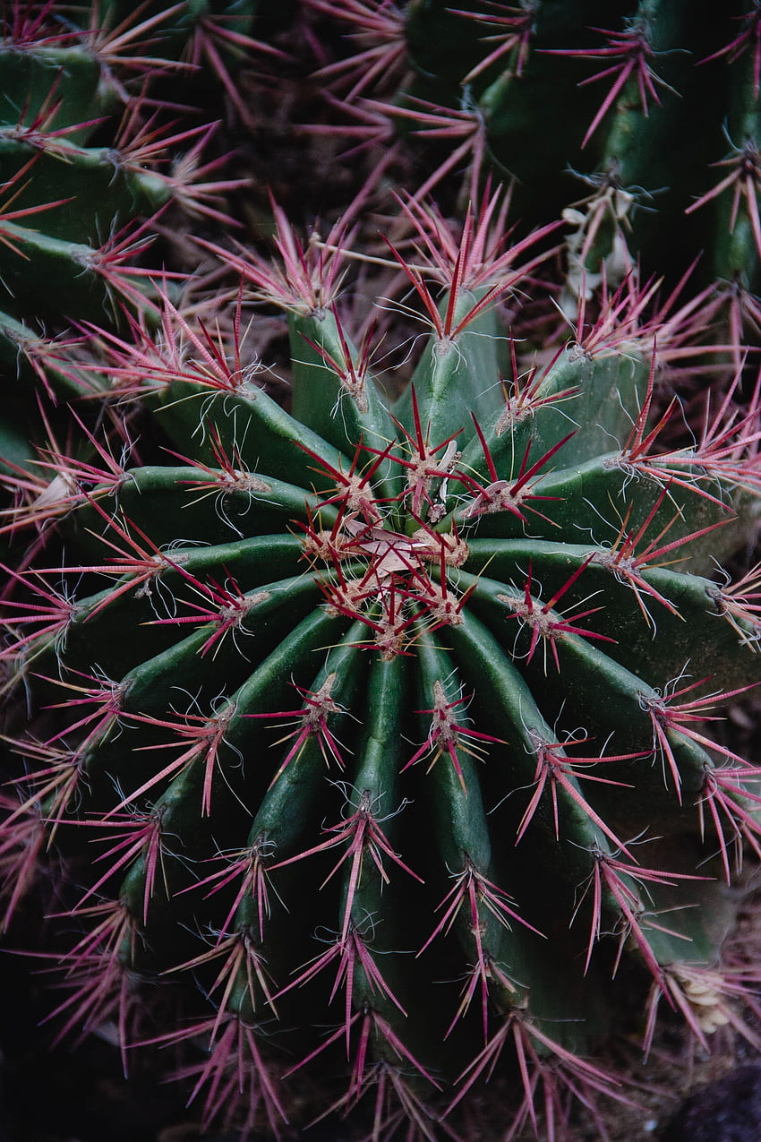 Flowers, Plant, Macro, Barbed, Spiny, Cactus, Succulent HD phone wallpaper