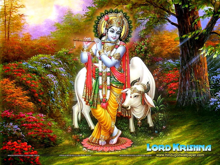 Krishna und Kuh HD-Hintergrundbild