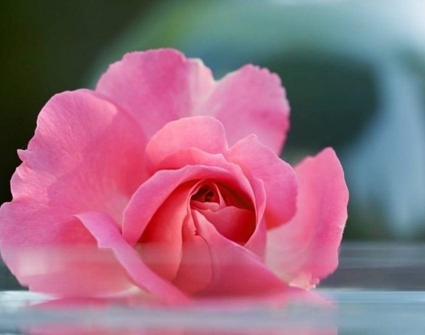 Pink rose, rose, pink, bloom, petals HD wallpaper