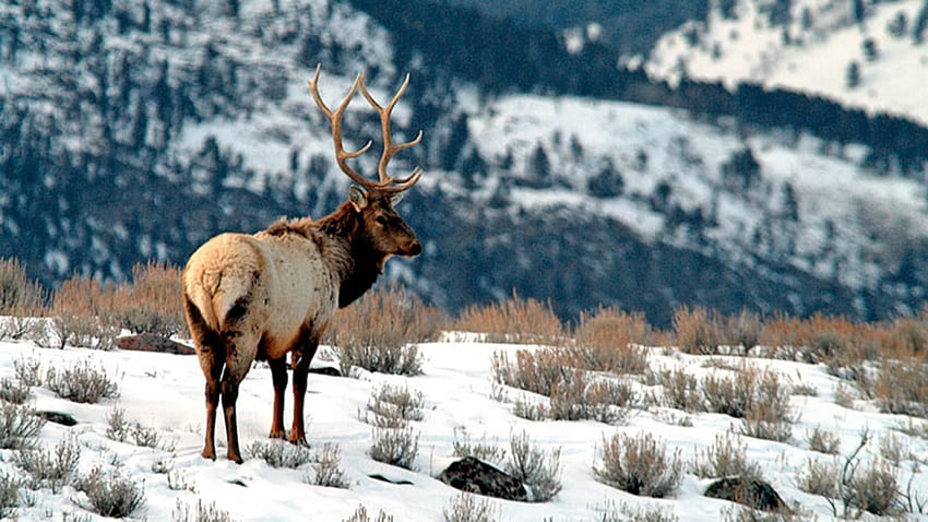 Winter Elk, wapiti, biche, la faune, faon, animaux, neige, nature, mâle, montagnes Fond d'écran HD