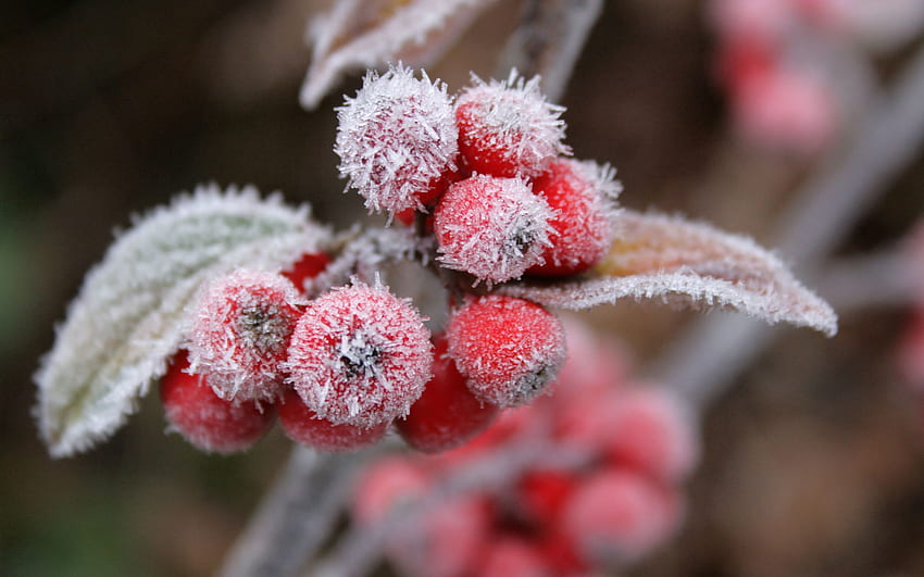 Nature, Leaves, Berries, Hoarfrost, Frost HD wallpaper