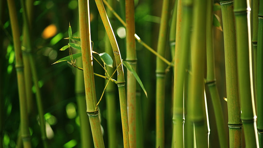 Природа, бамбук, бамбукови стъбла, зелени листа от бамбук, природа от бамбукова гора HD тапет