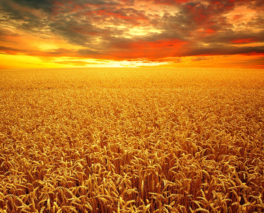 Ladang Gandum Golden Sunlit, Gandum, Ladang, Alam, Matahari, Awan, Langit Wallpaper HD
