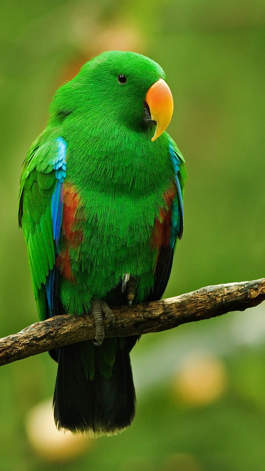 Parrot, Green Parrot, Bird HD phone wallpaper | Pxfuel
