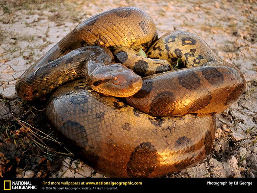 Anaconda, serpente, rettile Sfondo HD