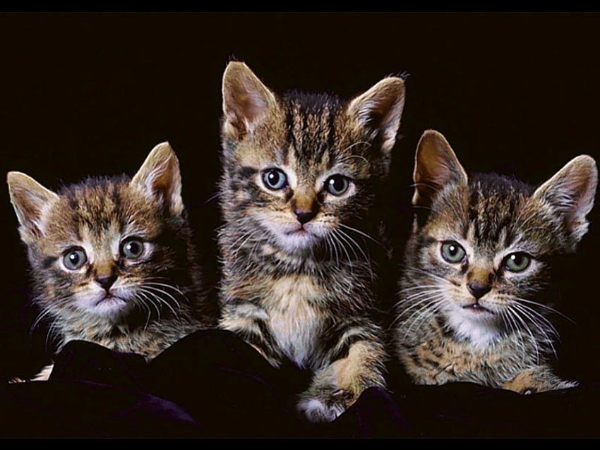 Kitties, cats HD wallpaper