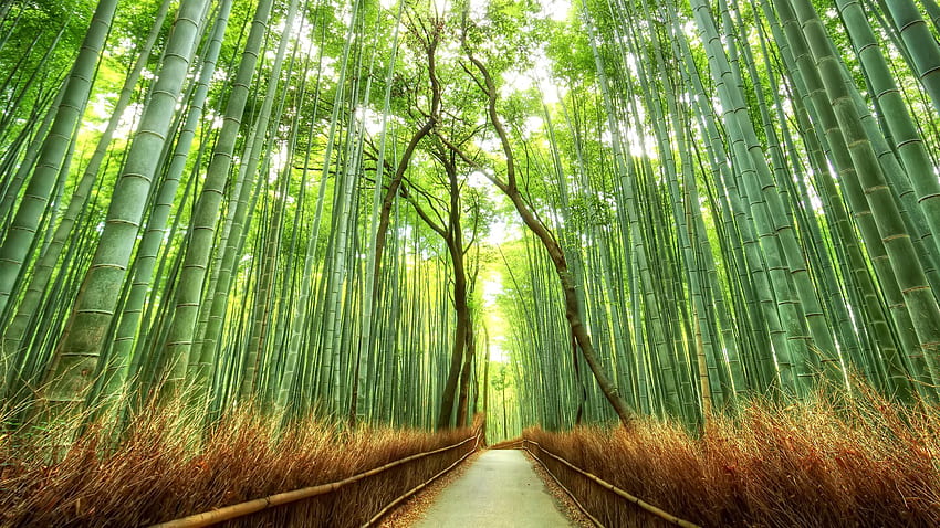 landscape bamboo path japan nature fence forest JPG 828 kB - Rare Gallery, Natural Bamboo HD wallpaper