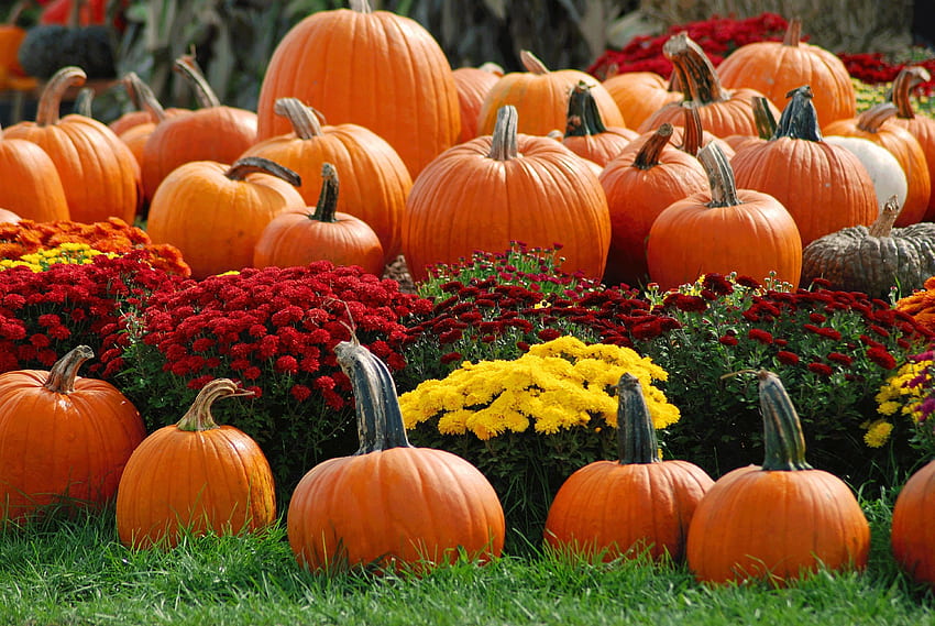 Fall Mums and Pumpkins, October Pumpkins HD wallpaper