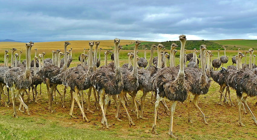 Animals, Ostrich, Birds, Grass, Africa HD wallpaper