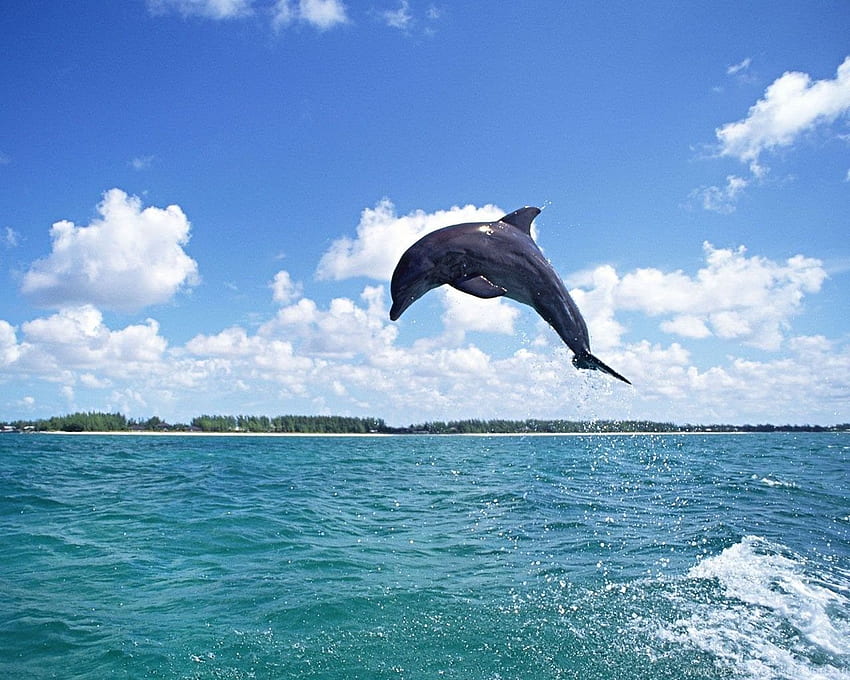 Делфин и за фон, сърце на делфин HD тапет