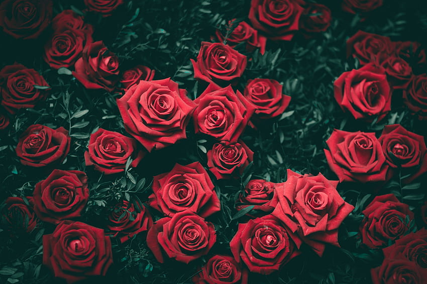 / vista superior de rosas de color rojo intenso en plena floración, rosas fondo de pantalla
