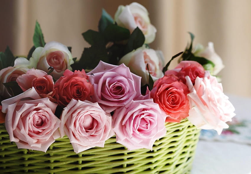 Flowers, Roses, Basket, Sharpness HD wallpaper