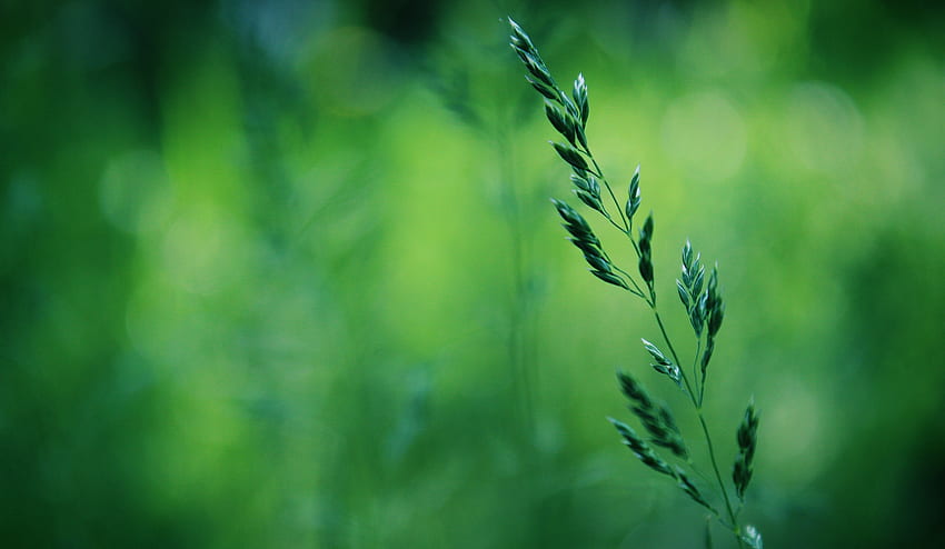 Grass, Macro, Greens, Spring HD wallpaper
