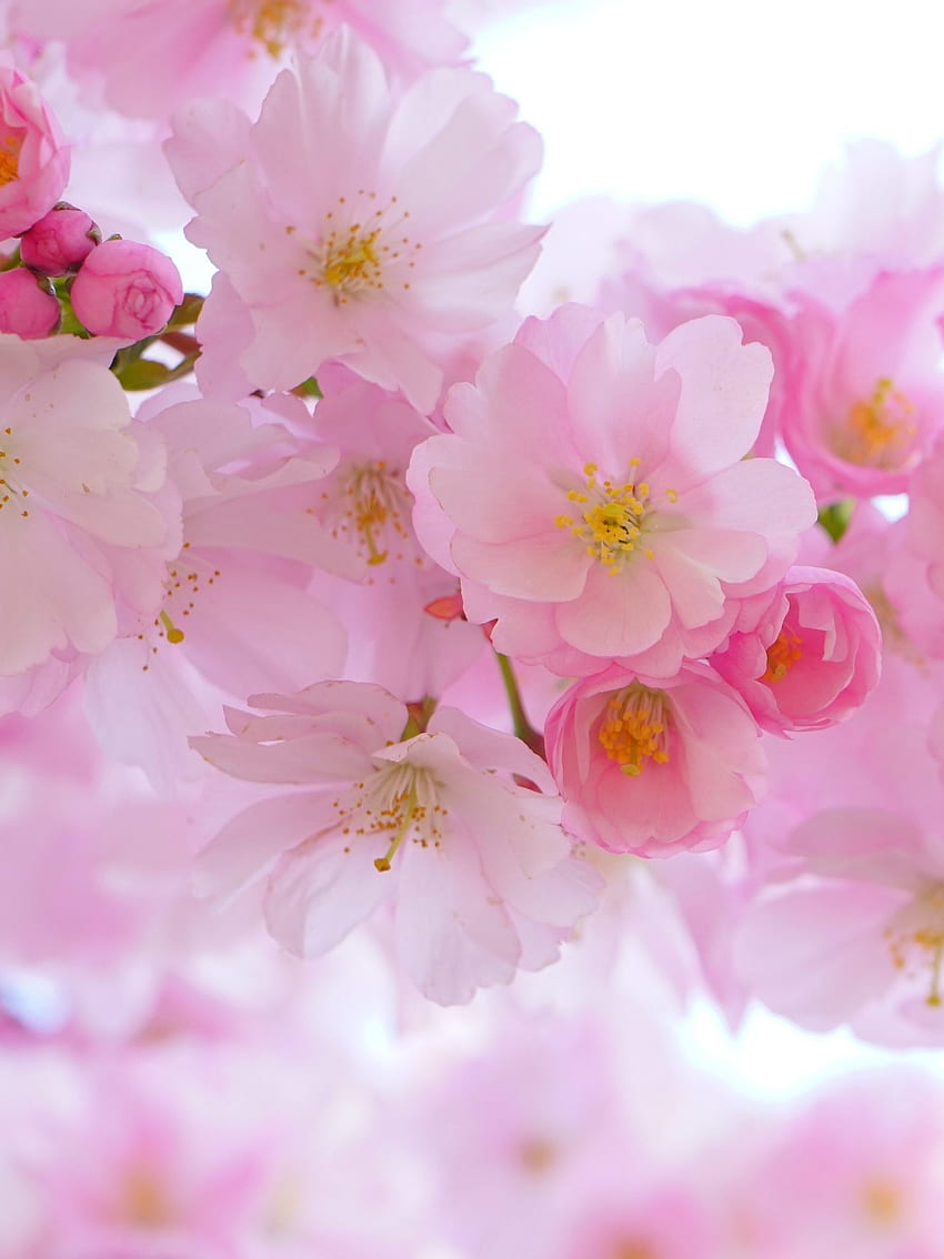 Cherry Blossom Anime Aesthetic - Najpopularniejsze Cherry Blossom Anime Aesthetic Background, Sakura Flowers Anime Tapeta na telefon HD
