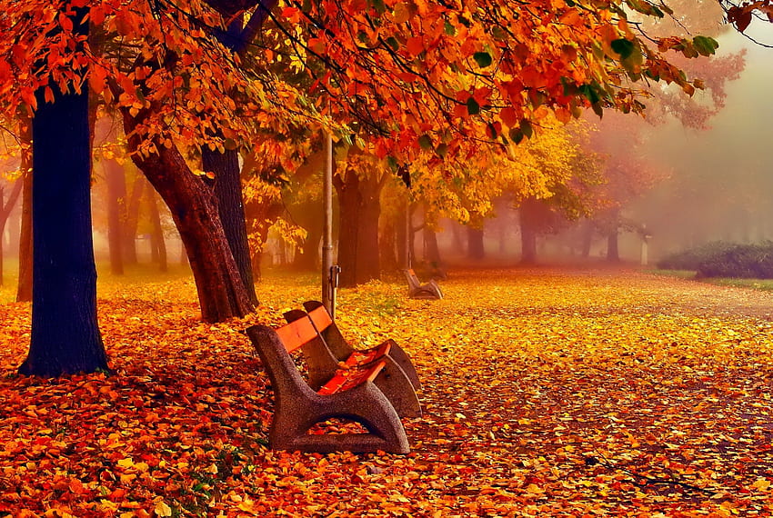 November, warna-warni, musim gugur, warna, daun, refleksi, cermin, cabang, pohon, musim gugur, alam, dedaunan Wallpaper HD