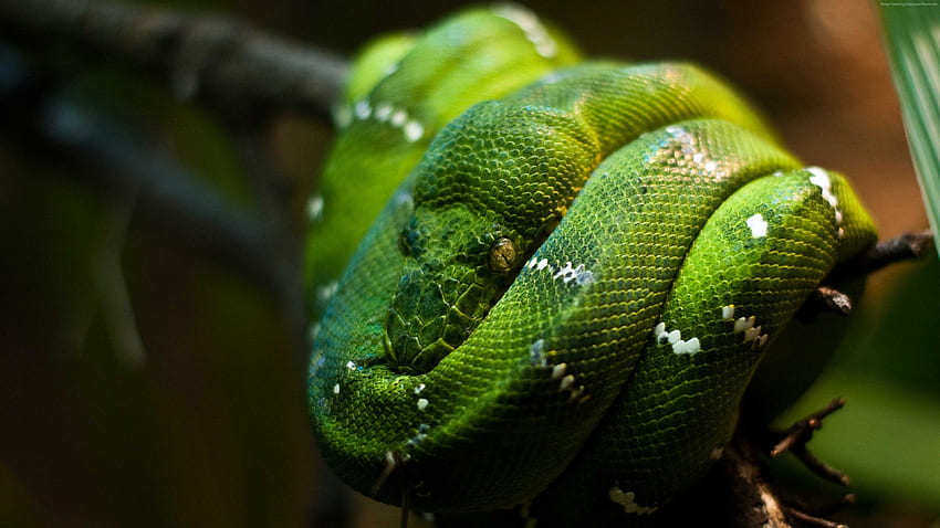 Python, Singapore, Zoo, Emerald, Green, Snake, Eyes, Close Up, Animals High Resolution HD wallpaper