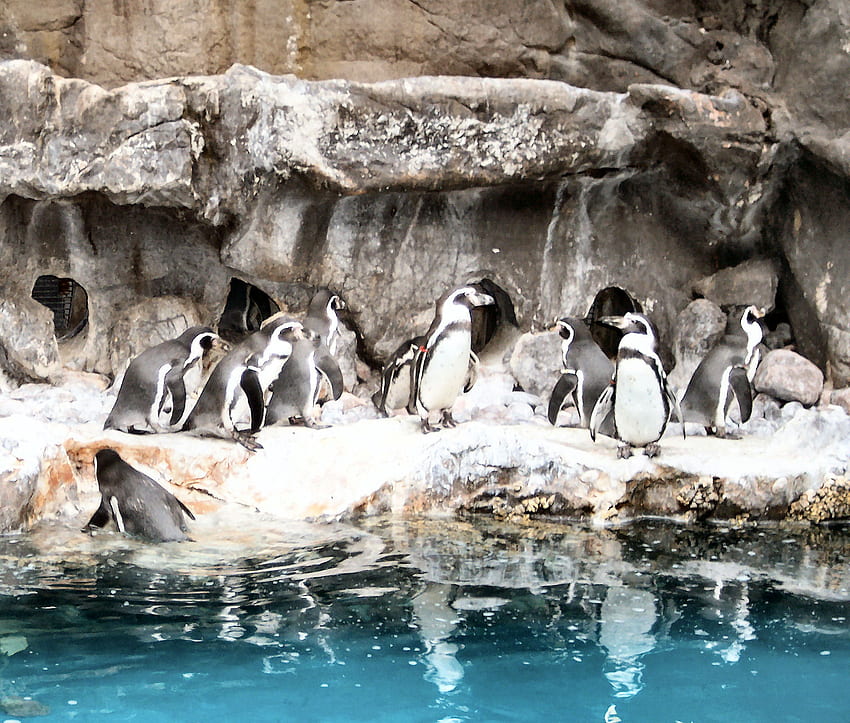 Pingwiny, pingwiny, ptaki Tapeta HD