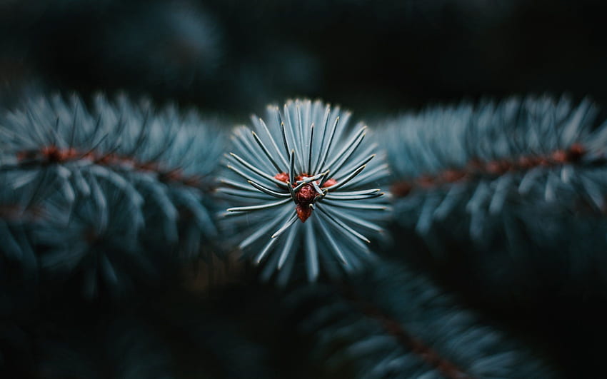 Needles for your or mobile screen and easy to, Pine Needles HD wallpaper