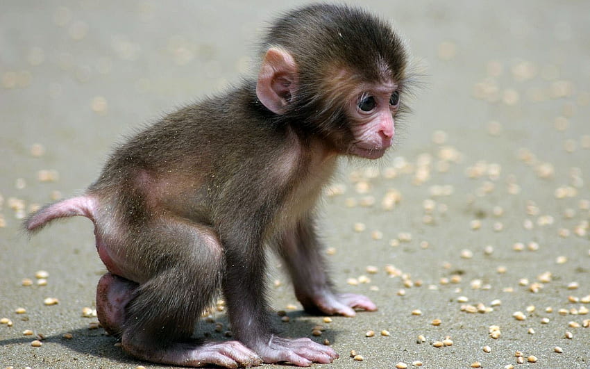 small monkey baby of animal baby [] for your , Mobile & Tablet. Explore Animal for Computer. Animal HD wallpaper