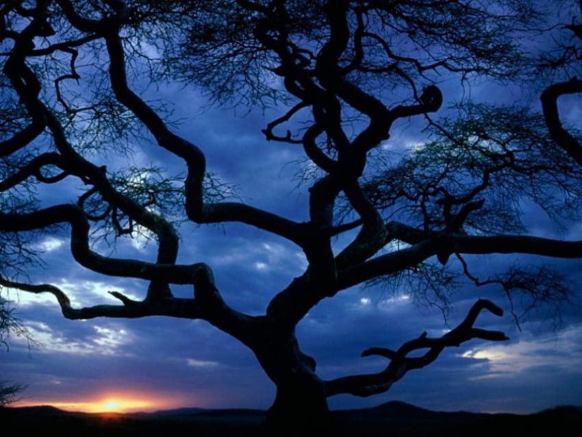 Parque Nacional Serengeti, noite, céu azul, sunsetting, florestas, natureza papel de parede HD