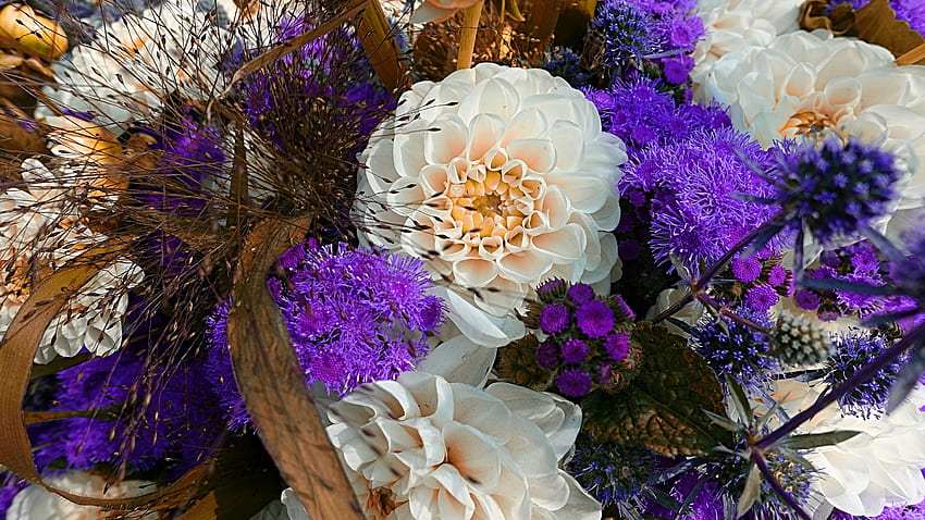 Dahlia, bonita, flor, foilage papel de parede HD