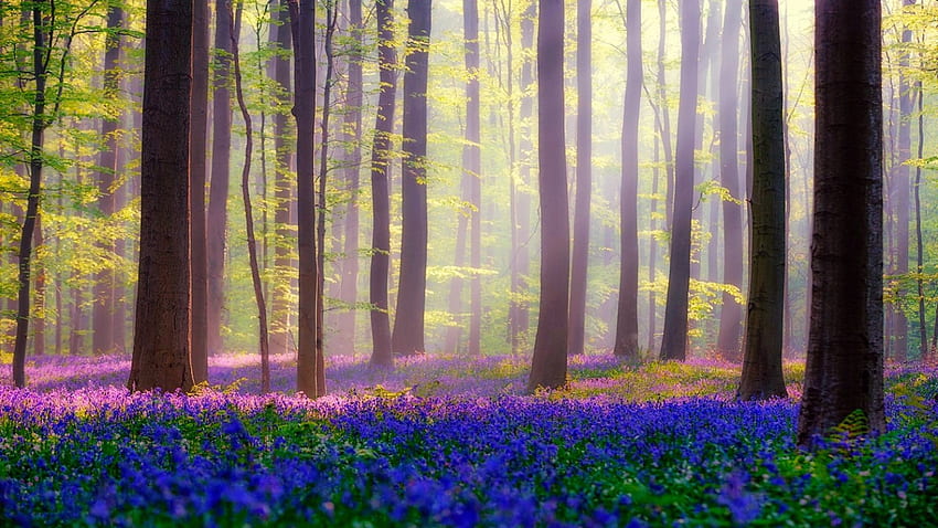Flowery Forest, blue, purple, sunlight rays, green, trees, beautiful, flowers, forest HD wallpaper