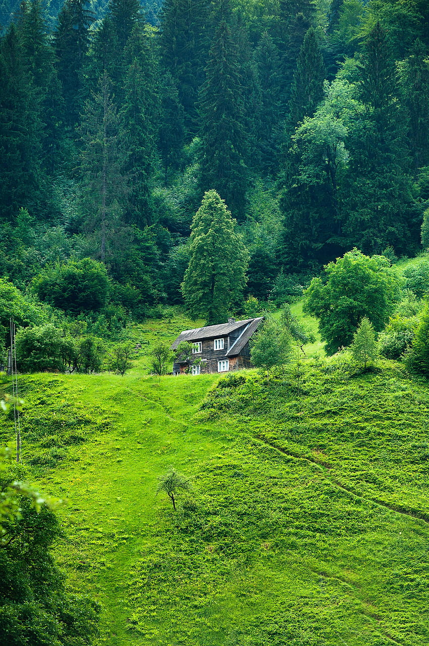 Natura, trawa, lato, prywatność, odosobnienie, las, mały dom, domek Tapeta na telefon HD