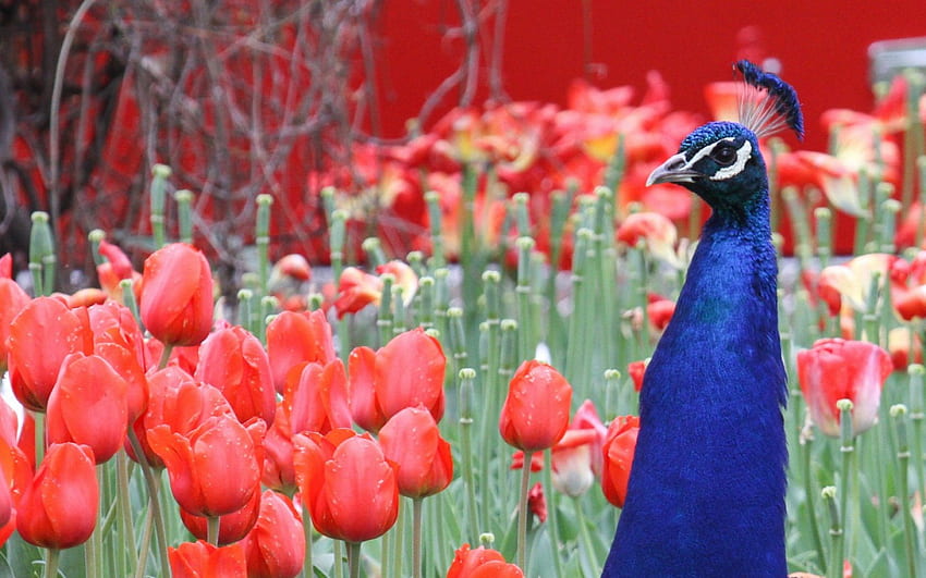 Peacock, blue, tulip, bird, flower, green, red HD wallpaper