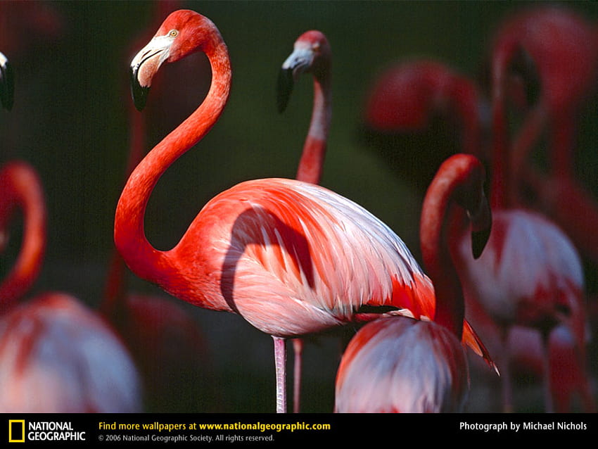 greater flaming jpg, pardise, pink, flamingo, bird HD wallpaper