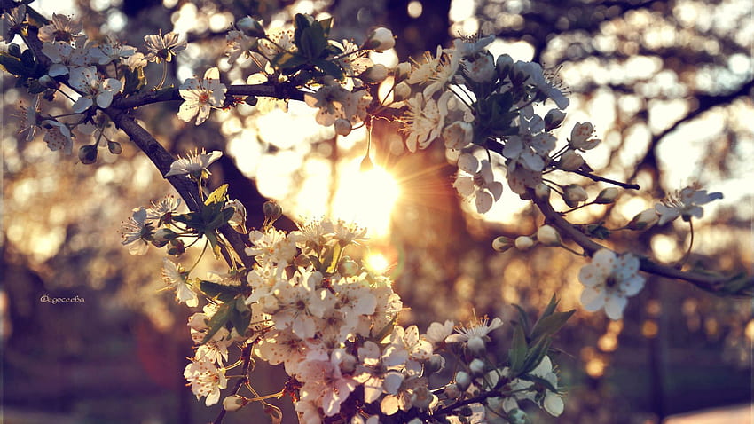 Spring, Flowers, Branch HD wallpaper