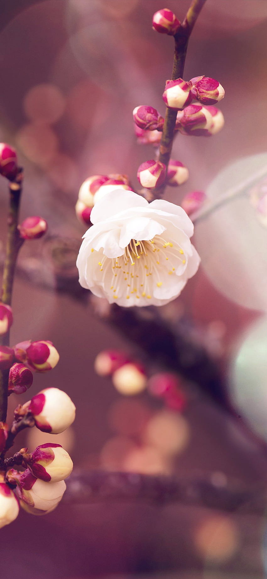 iPhonePapers - pączek kwiatu moreli rozbłyskuje wiosenną naturą, japońskie kwiaty Tapeta na telefon HD