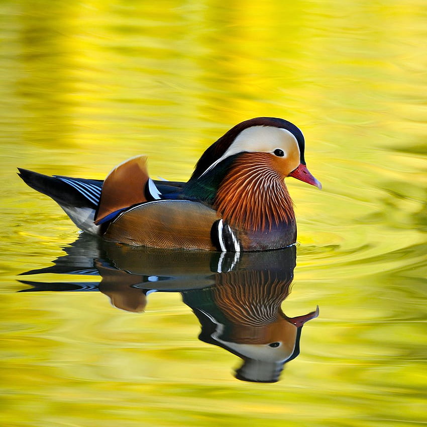 InterfaceLIFT : Male Mandarin Duck, Wood Duck HD phone wallpaper