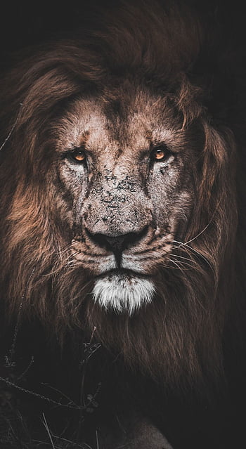 👑 Lion Attitude 🦁 Images • Vikram Kumar (@manjhiansh) on ShareChat