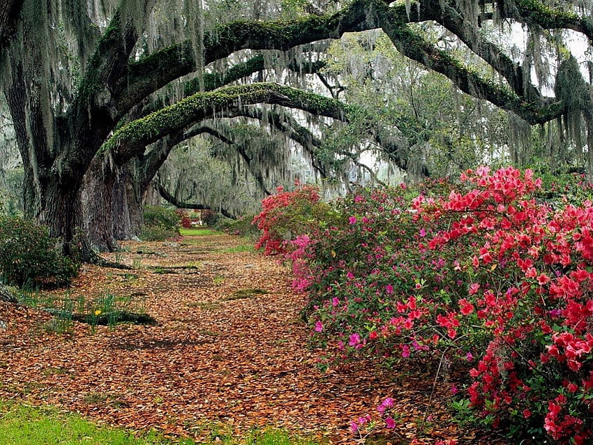 autunno, boschi, Carolina del Sud, sentiero, autunno, cespugli di azalee, charleston, alberi, fiori, foresta Sfondo HD