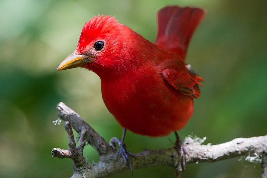 Pássaro vermelho, pasare, pássaro, verde, vermelho papel de parede HD