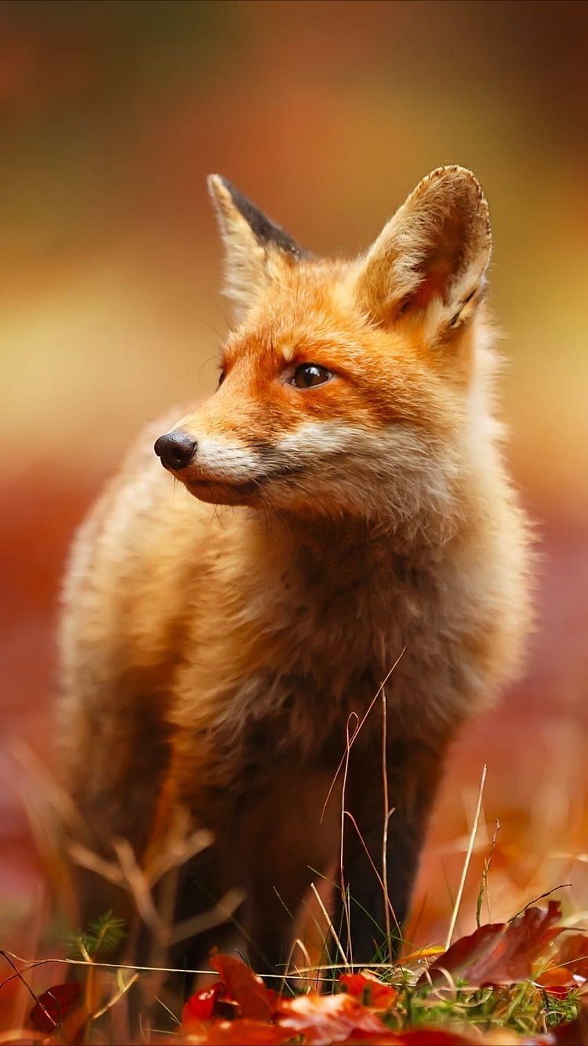 Red fox animal fur nature snow HD phone wallpaper  Peakpx