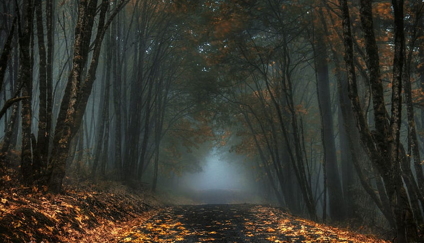 Sleepy Hollow . Autumn forest HD wallpaper