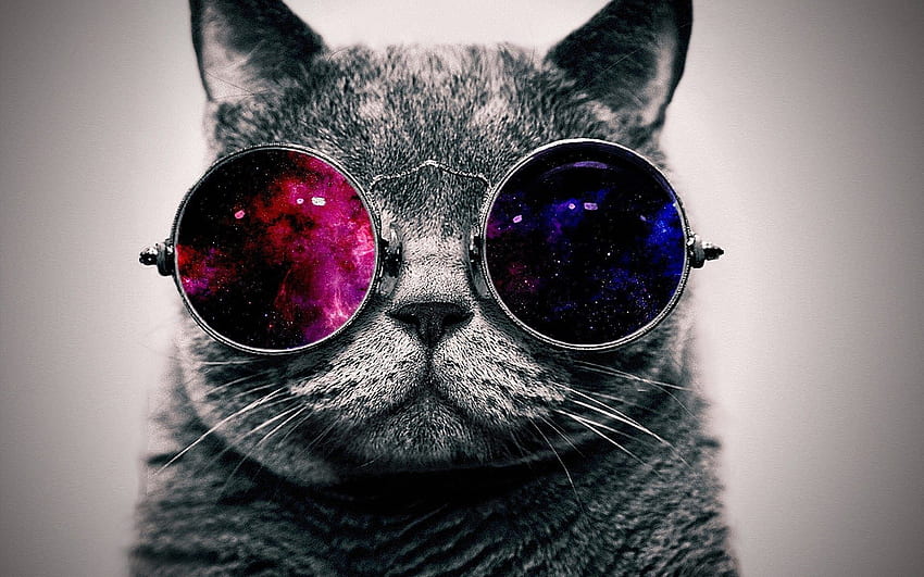 Gatto divertente - . GFXHive. Gato moderno, Filhotes de gatos, Hippie Cat Sfondo HD